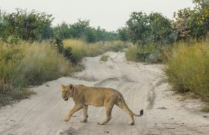 lion savuti
