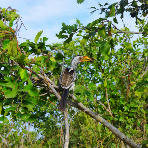 botswana