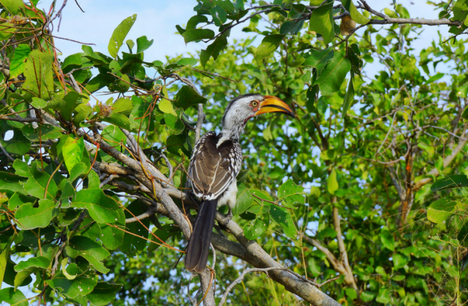 botswana