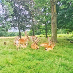 londres richmond park