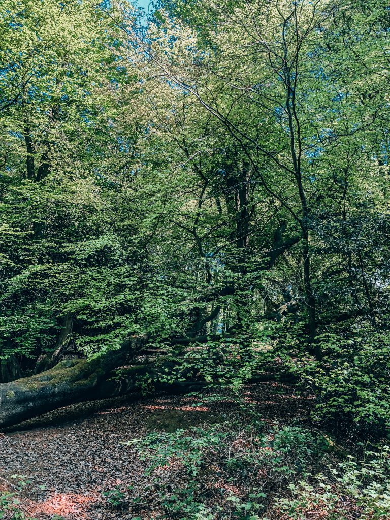 caminata bosque epping en londres