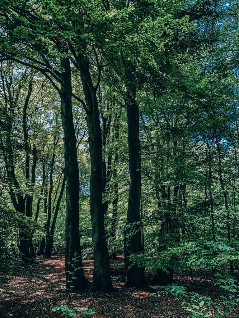 EPPING FOREST HIKES