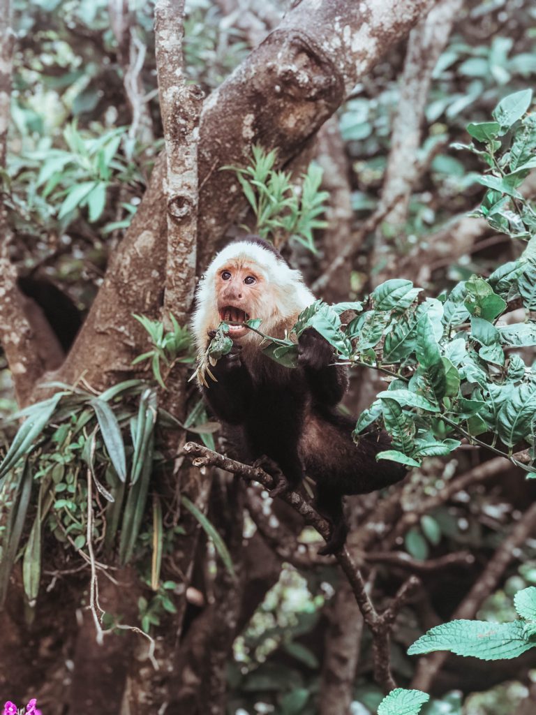 que hacer en monteverde costa rica