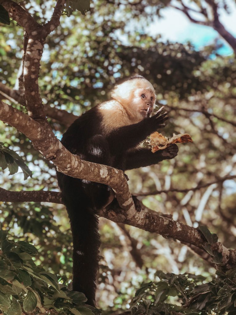 que hacer en monteverde costa rica