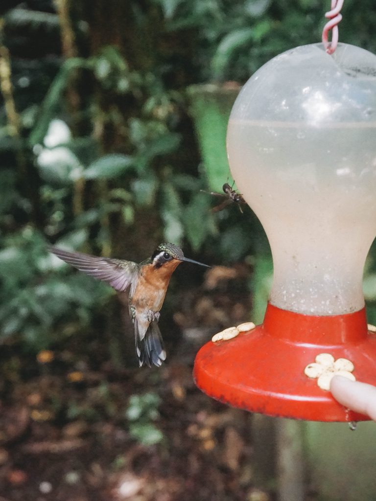 monteverde bucket list