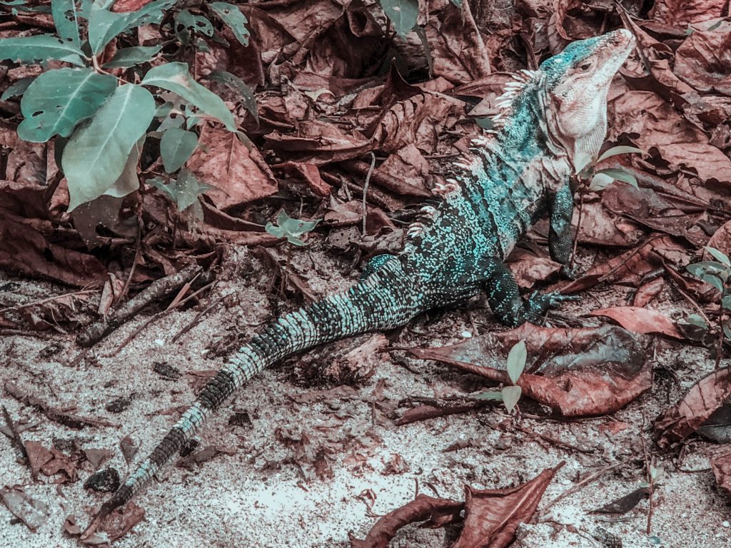 GUÍA PARA VISITAR EL PARQUE NACIONAL MANUEL ANTONIO