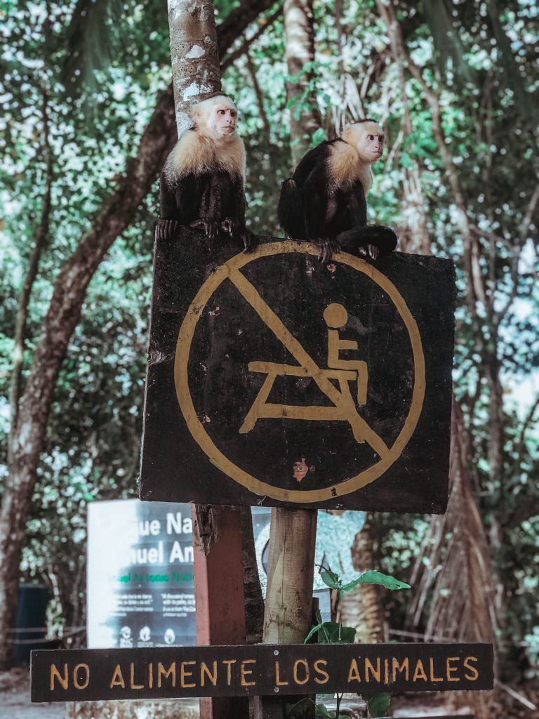 GUÍA PARA VISITAR EL PARQUE NACIONAL MANUEL ANTONIO