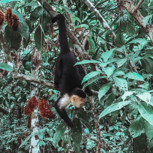 MANUEL ANTONIO BUCKET LIST