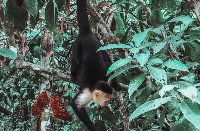 MANUEL ANTONIO BUCKET LIST