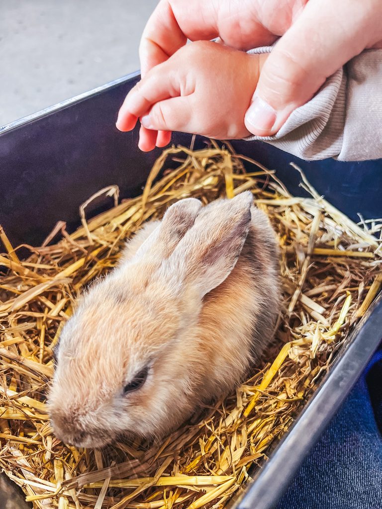Things to Do in Belfast with Kids: Family Travel Guide
